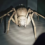 Game Huntsman